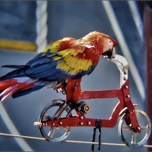 20 - Дрессированные попугаи на праздник - от 19 000 руб.