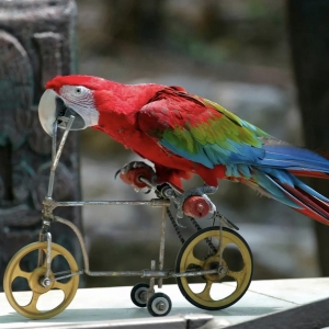 13 - Дрессированные попугаи на праздник - от 19 000 руб.