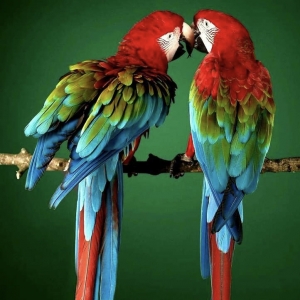 22 - Дрессированные попугаи на праздник - от 19 000 руб.