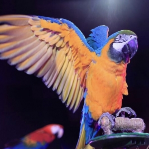 2 - Дрессированные попугаи на праздник - от 16 000 руб.