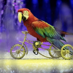 18 - Дрессированные попугаи на праздник - от 16 000 руб.