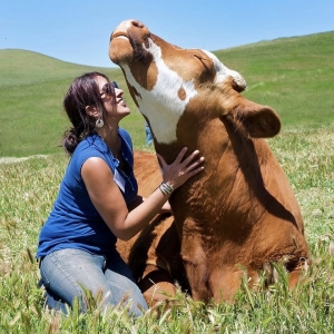 16 - Дрессированная корова и бык на праздник - от 20 000 руб.