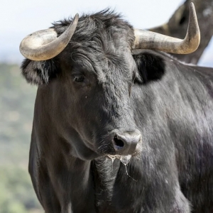 5 - Дрессированная корова и бык на праздник - от 20 000 руб.