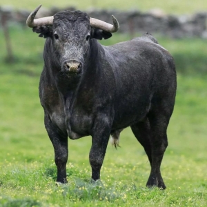 19 - Дрессированная корова и бык на праздник - от 20 000 руб.