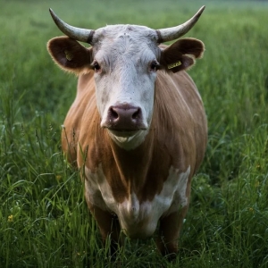 6 - Дрессированная корова и бык на праздник - от 20 000 руб.