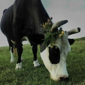 8 - Дрессированная корова и бык на праздник - от 20 000 руб.