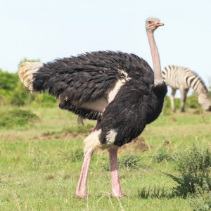 1 - Дрессированный страус на праздник | Шоу страуса