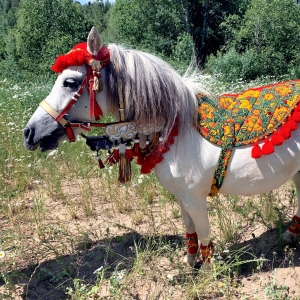 21 - Дрессированные лошади и пони на праздник - от 13 000 руб.