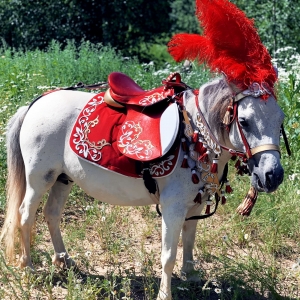 27 - Царский Цирк Анны Кранц на праздник в Москве