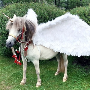 20 - Дрессированные лошади и пони на праздник - от 13 000 руб.