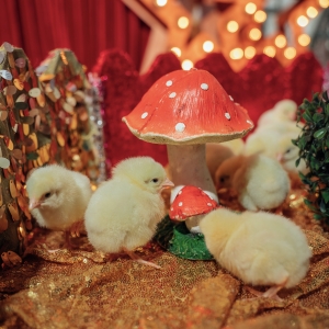 4 - Дрессированные цыплята на праздник и съемки в Москве