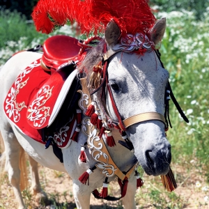 20 - Дрессированные лошади и пони на праздник - от 20 000 руб.