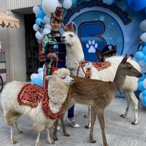 24 - Дрессированная лама на праздник - от 25 000 руб.
