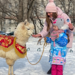 18 - Дрессированная лама на праздник. Цена от 30 000 руб.