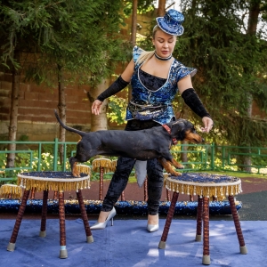 13 - Дрессированные мини-собачки на праздник. Цена от 30 000 рублей