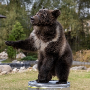 17 - Дрессированный медведь на праздник. Цена от 40 000 рублей