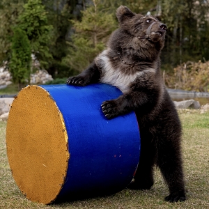 19 - Дрессированный медведь на праздник. Цена от 40 000 рублей