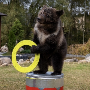 18 - Дрессированный медведь на праздник. Цена от 40 000 рублей