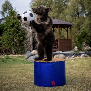 20 - Дрессированный медведь на праздник. Цена от 40 000 рублей