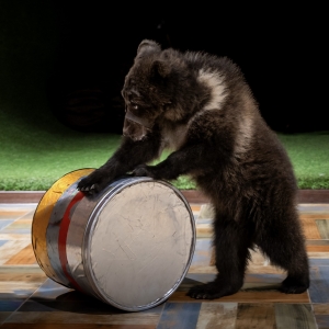 24 - Дрессированный медведь на праздник. Цена от 40 000 рублей