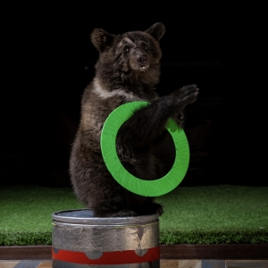 25 - Дрессированный медведь на праздник. Цена от 40 000 рублей