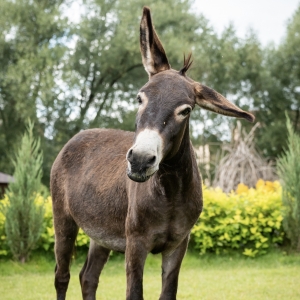 8 - Дрессированный осел на праздник в Москве - от 25 000 руб.