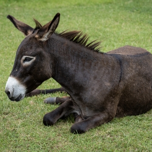 9 - Дрессированный осел на праздник в Москве - от 25 000 руб.
