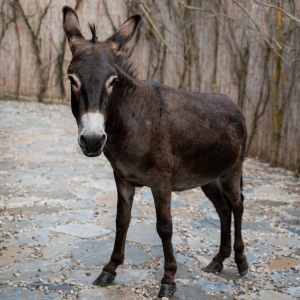 7 - Дрессированный осел на праздник в Москве - от 25 000 руб.