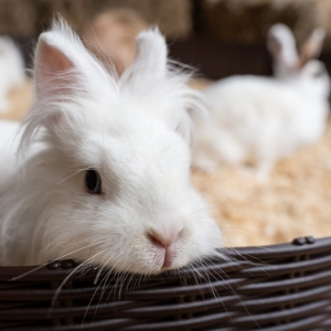 6 - Заказать шоу кроликов в Москве - от 9 000 руб.