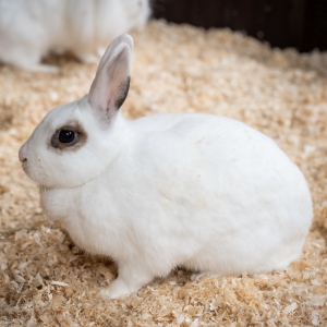 7 - Заказать шоу кроликов в Москве - от 9 000 руб.