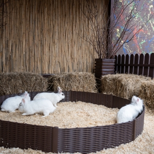 8 - Заказать шоу кроликов в Москве - от 9 000 руб.