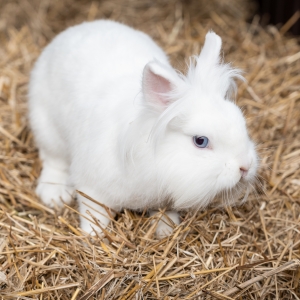 9 - Заказать шоу кроликов в Москве - от 9 000 руб.