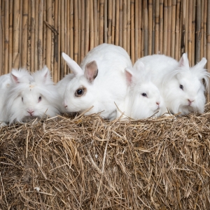 10 - Заказать шоу кроликов в Москве - от 9 000 руб.