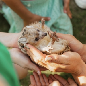 21 - Фокусы с животными в Москве. Цена от 30 000 руб.