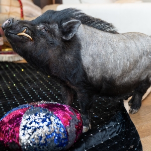 34 - Авторское шоу «Акуна Матата» заказать в Москве