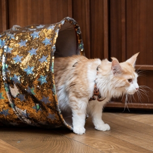 35 - Авторское шоу «Акуна Матата» заказать в Москве