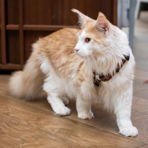 36 - Авторское шоу «Акуна Матата» заказать в Москве