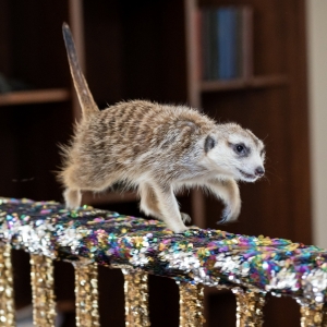 18 - Заказать шоу сурикатов в Москве - от 30 000 рублей