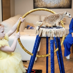 13 - Заказать шоу сурикатов в Москве - от 30 000 рублей