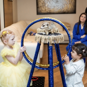 14 - Заказать шоу сурикатов в Москве - от 30 000 рублей