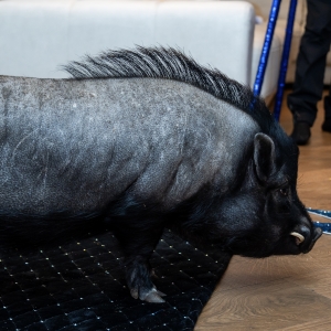 22 - Шоу мини-пигов и кабана на праздник. Цена от 15 000 руб.