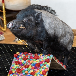 23 - Шоу мини-пигов и кабана на праздник. Цена от 15 000 руб.