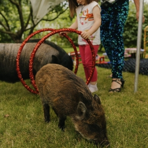 29 - Шоу мини-пигов и кабана на праздник. Цена от 15 000 руб.
