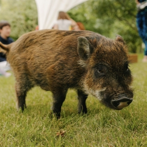 30 - Шоу мини-пигов и кабана на праздник. Цена от 15 000 руб.