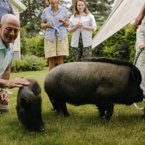 32 - Шоу мини-пигов и кабана на праздник. Цена от 15 000 руб.
