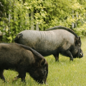33 - Шоу мини-пигов и кабана на праздник. Цена от 15 000 руб.