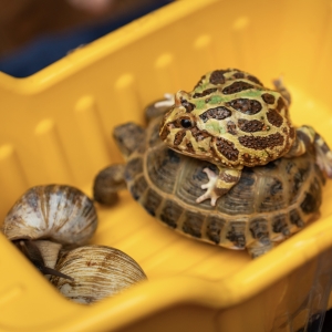 29 - Фокусы с экзотическими животными в Москве - от 30 000 руб.