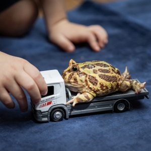 28 - Фокусы с экзотическими животными в Москве - от 30 000 руб.