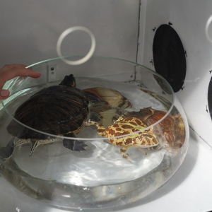 7 - Авторское «Иммерсивное шоу» заказать в Москве