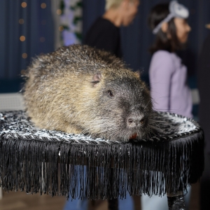 19 - Авторское «Иммерсивное шоу» заказать в Москве